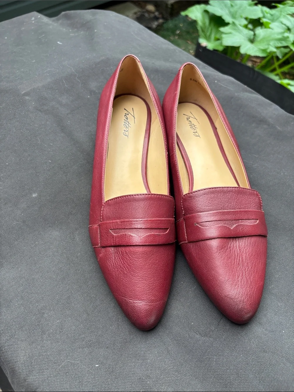 Trotters sleek pointed